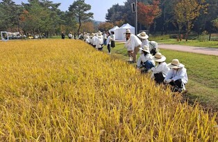 [문화소식] 벼 수확하며 배우는 문화유산…위토답서 추수 체험 행사