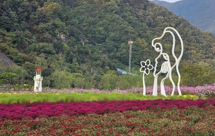영월 동서강정원 가을꽃 축제 17일 개막…다양한 국화 전시
