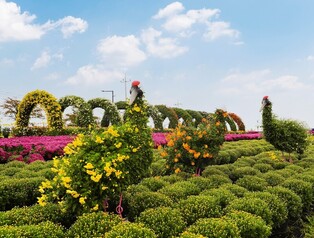 연천군, 17∼26일 전곡리 유적지서 국화축제