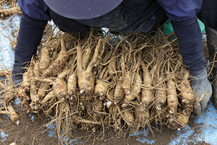 Harvesting Korean ginseng