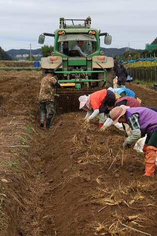 Harvesting Korean ginseng