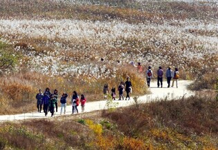 "물억새의 은빛 물결 장관" 충주 앙성서 18∼19일 비내섬축제