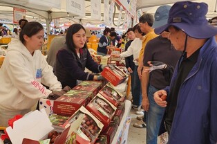 "달고 아삭거리는 대추 맛볼까" 충북 보은서 17일부터 축제