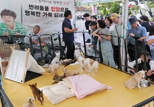 임실N치즈축제에서 유기견 21마리 '새 가족 품으로'