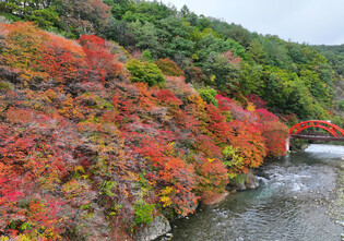Fall foliage