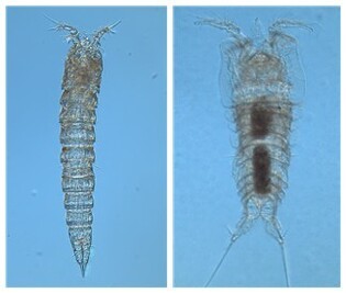 New copepod species found off Dokdo