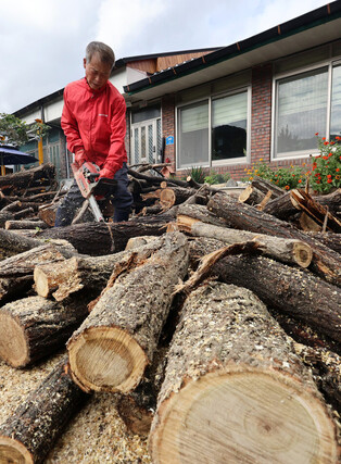 Getting firewood for winter
