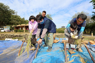 Children experience rice harvesting
