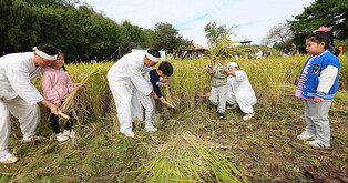 Children experience rice harvesting