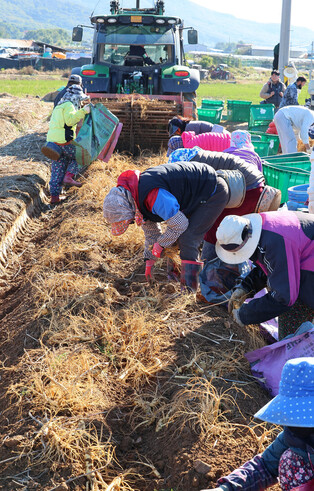 Harvesting Korean ginseng