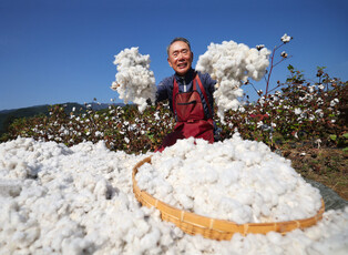 Drying cotton