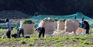 Radish harvesting