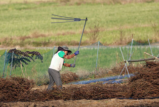 Harvesting sesame seeds