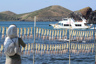 Drying squid
