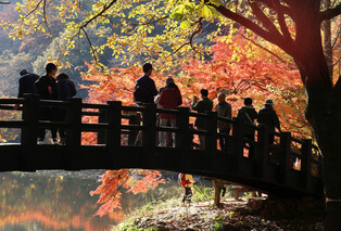 Autumn leaves in S. Korea