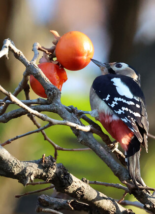 Persimmons for birds