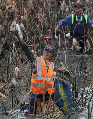 'Garaechigi' traditional fishing method