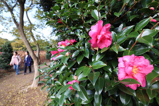 Camellia flowers