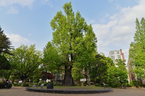 Ancient ginkgo that saved loyal officials during Goryeo flood to be designated natural monument