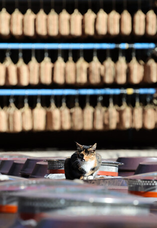 Drying bean paste to make soy sauce