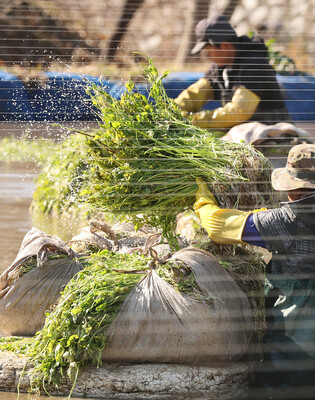 Harvesting dropwort