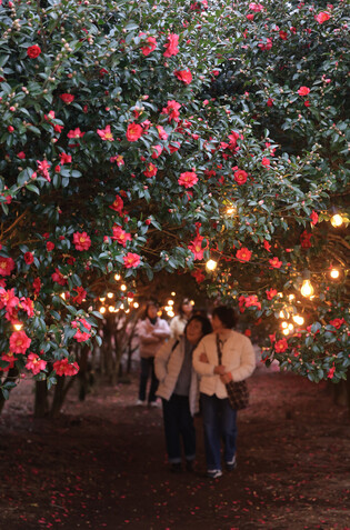 Camellia flowers in full bloom