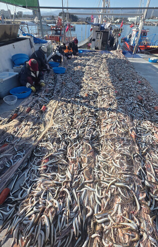 Big haul of sand lance in S. Korea