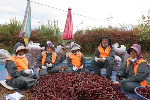 Senior residents of Jinbu-myeon prepare chili peppers ahead of the Pyeongchang Highland Kimchi Festival, in this file photo provided by Pyeongchang County. (PHOTO NOT FOR SALE)(Yonhap) 