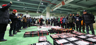 1st bidding at fish market in 2026