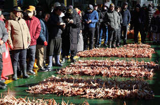 1st queen crab auction at S. Korean port