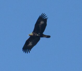 천연기념물 검독수리, 울산서 첫 발견…먹황새는 5년 만에 관찰