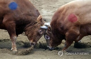 청도 소싸움 '동물학대' 논란…"약물 주입 등에 강력 조치"