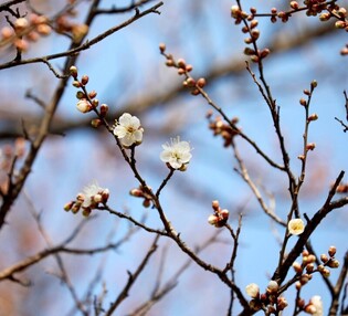 '한겨울 봄소식' 광양 소확정 매화, 첫 꽃망울 활짝