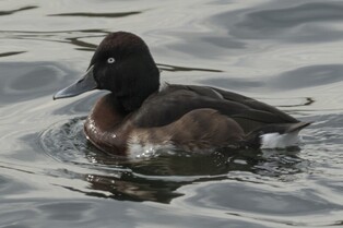인천 굴포천서 세계적 멸종위기종 '붉은가슴흰죽지' 첫 관찰