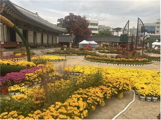 강원감영 가을꽃 전시 11월 1일까지…전통·꽃 어우러진 볼거리
