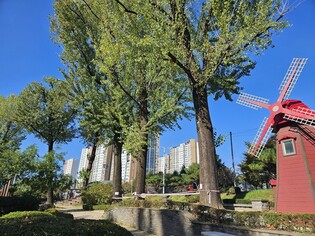 "미루나무야 기억할게" 정비 앞두고 증평 보강천서 기념행사