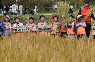 Children experience rice harvesting