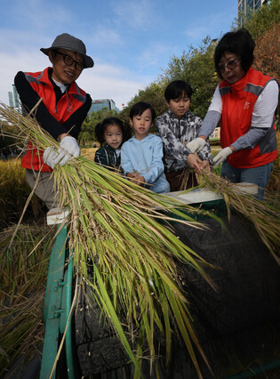 Children experience rice harvesting