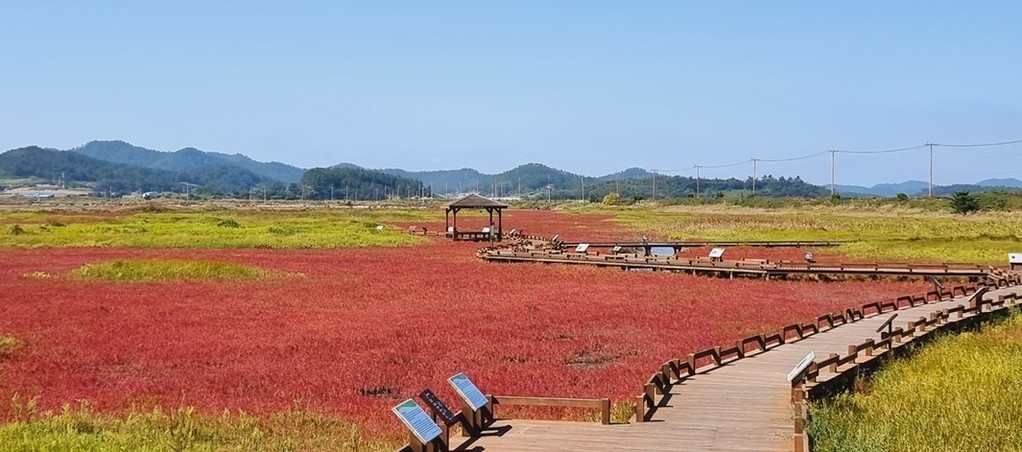 함초 축제 현장 [신안군 제공·재판매 및 DB 금지]