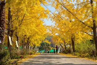 "3천그루 은행나무 황금빛 즐기세요"…보령서 11월 1∼15일 축제