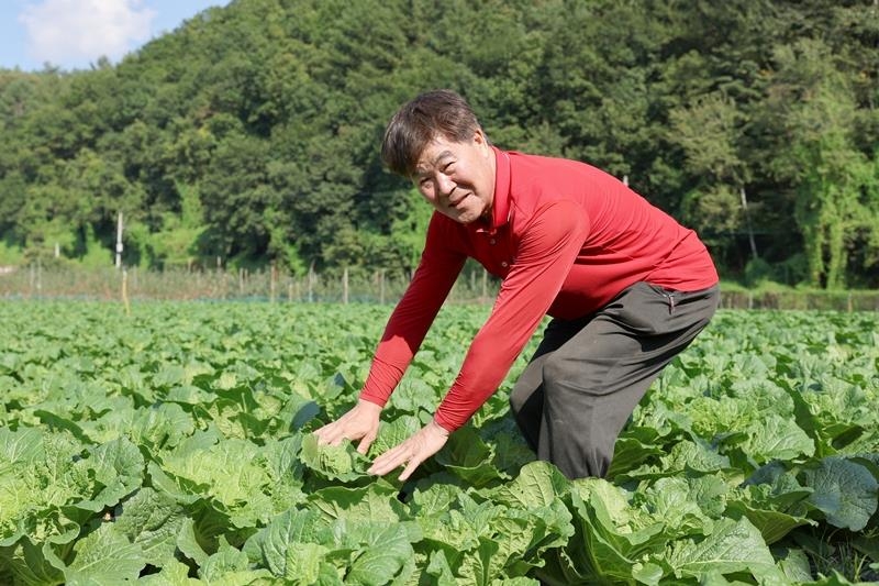 배추농가 이병열씨가 풍작을 이룬 배추를 돌보는 모습 [평창군 제공.재판매 및 DB 금지]