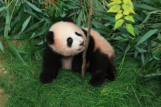 Giant panda cub Shu Bao