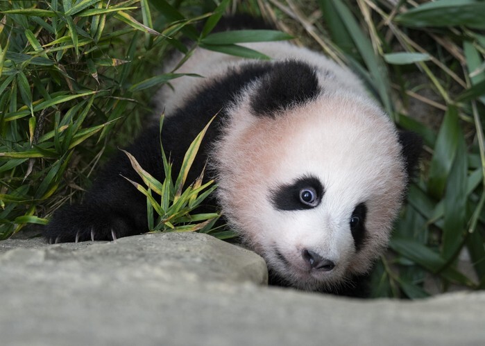 Giant panda cub Shu ...