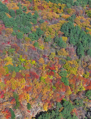 Autumn foliage in S. Korea