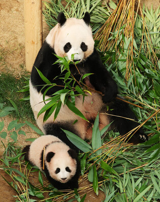 Giant panda cub Shu Bao