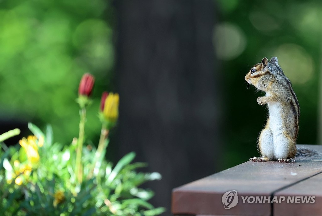 꽃 감상하기 좋은 날 '강릉 솔향수목원' [연합뉴스 자료사진]