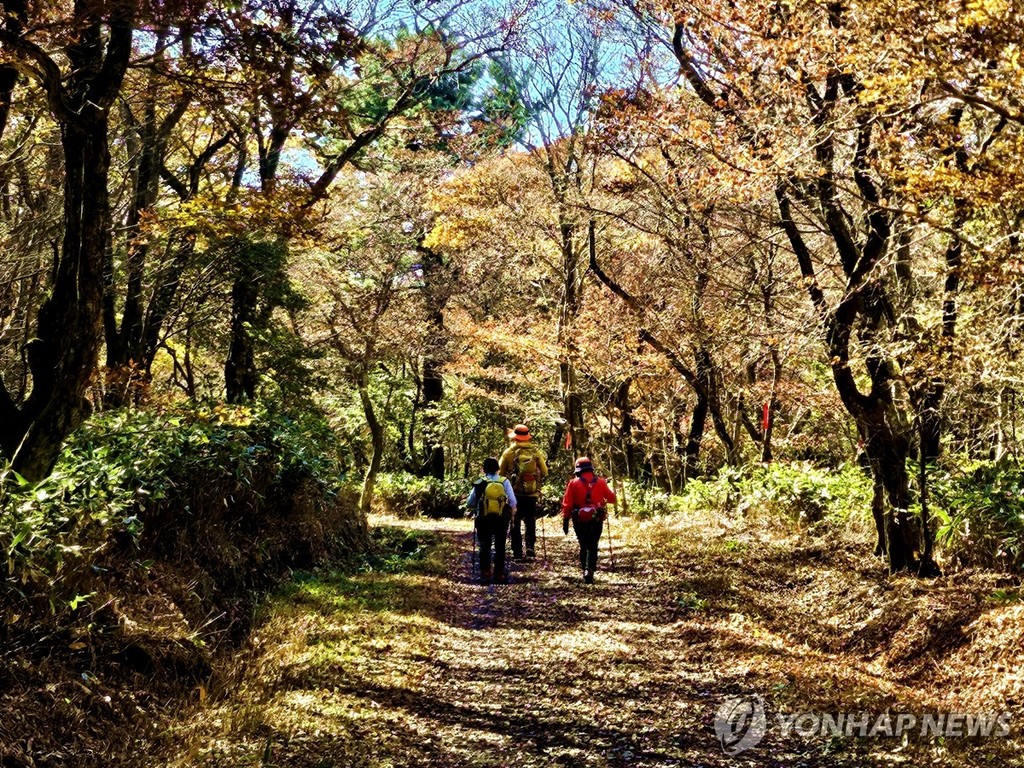 가을 한라산 천아숲길 트레킹 (제주=연합뉴스) 제주 1100도로 한라산 둘레길 1구간 천아숲길에서 낙엽을 밟으며 트레킹하는 관광객의 모습. 제주시 해안동 천아계곡 인근 천아수원지에서 한라산둘레길 표지반과 빨간 리본을 따라 걷다보면 임도삼거리, 노로오름을 거쳐 영실 인근인 서귀포시 색달동 보림농장 사거리 돌오름에 다다르는 8.7km 구간. 가을 한라산 관광 단풍 명소로 유명하며 버섯농장과 재배지도 곳곳에서 볼 수 있다. [연합뉴스 자료사진]