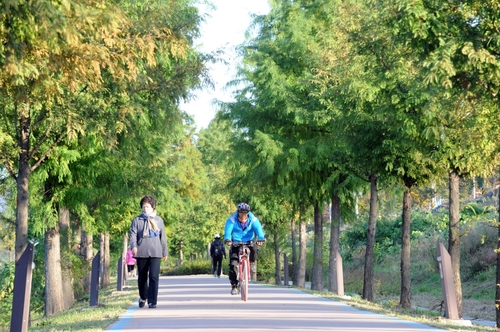  This photo, provided by the city government of Hanam, shows a metasequoia-lined road, included in the 15-kilometer course of the Yonhap News Hanam International Trail Run Festival. (PHOTO NOT FOR SALE) (Yonhap)