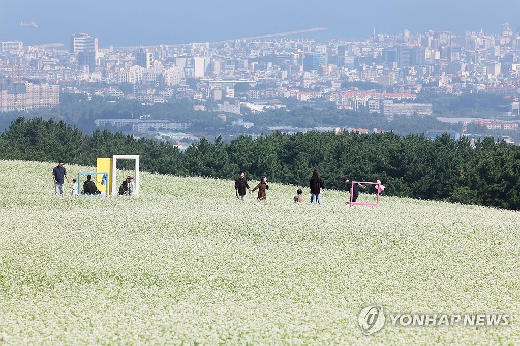 제주에 펼쳐진 메밀꽃 (제주=연합뉴스) 지난달21일 제주시 오라동 중산간 밭에 메밀꽃이 활짝 피어 관광객의 눈길을 사로잡고 있다. [연합뉴스 자료사진]